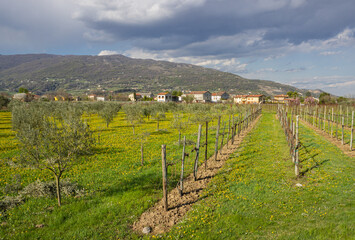 Fototapeta na wymiar Spring landscape of the Treviso pre-Alps. Prosecco vineyard and olive grove with the background of the mountains. 