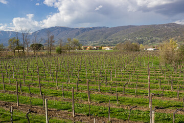 Fototapeta na wymiar Spring rural landscape of the Treviso pre-Alps. Prosecco vineyard with the background of houses and mountains.