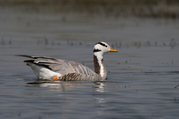 Bar-headed goose (Anser indicus) spotted at Bhigwan in Maharashtra, India 