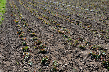 growing strawberries on the farm in the field. double rows of growing seedlings are covered with white nonwoven fabric as protection against spring frosts. loaded edges of sandbags against the wind