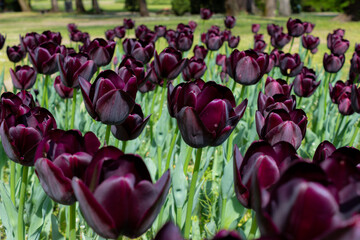 Dark tulips in the meadow. Beautiful burgundy colored flowers with the background blurred. Gentle...