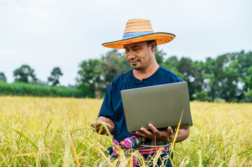 Asian farmer use laptop in rice field