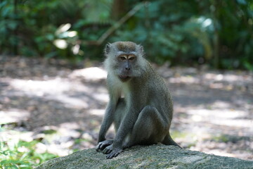 monkey sitting on a rock