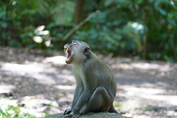 monkey sitting on a rock