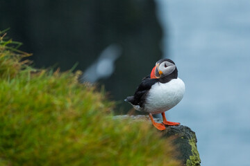 Puffin at island in Iceland