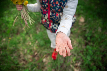 Fototapeta na wymiar Cute child with a bouquet of dandelions and a ladybug, children's walks and curiosity, interest in nature