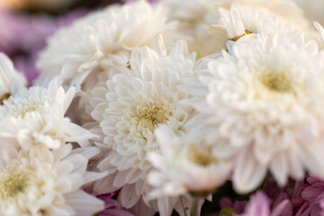 White Flower, Background Nature