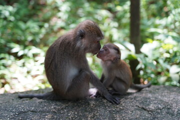 Naklejka na ściany i meble japanese macaque with baby