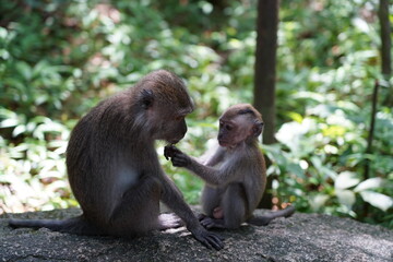 mother and baby macaque