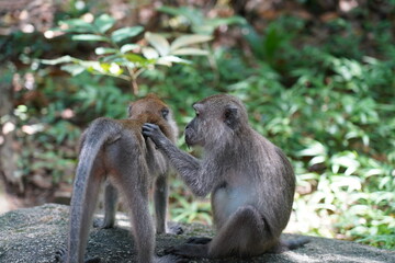 japanese macaque with baby