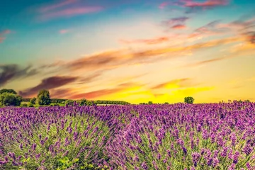 Fototapeten Lavendelblumenfeldlandschaft bei Sonnenuntergang © Photocreo Bednarek
