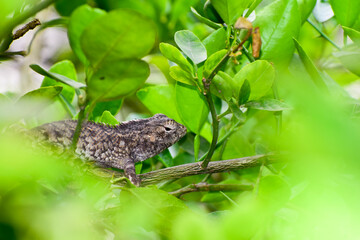 A beautiful lizard on the branch in forest.