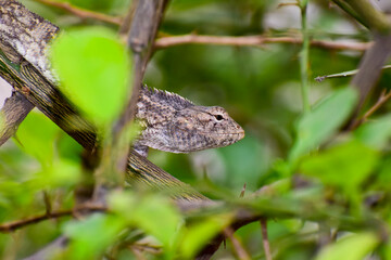 A beautiful lizard on the branch in forest.
