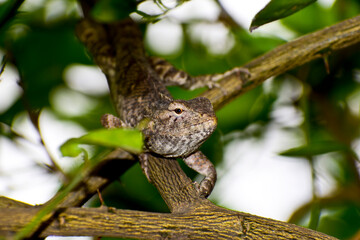 Naklejka na ściany i meble A beautiful lizard on the branch in forest.
