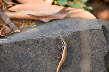Skink in the forest in India.