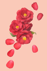 red flowers of camellia on a pink background. 