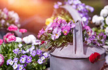composition of colorful pansies in an old watering can, summer sunny garden. Summer season concept. beautiful nature with watering can and pansy flowers in the sun.