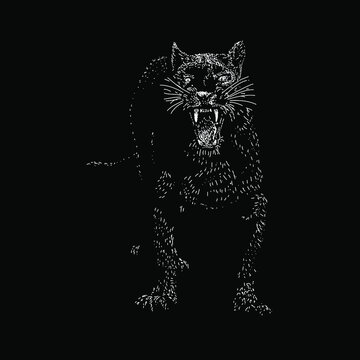 panther hand drawing vector illustration isolated on black background