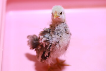 鶏の世界最小種セラマのヒヨコ