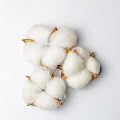 Three cotton flowers on a white insulated background.