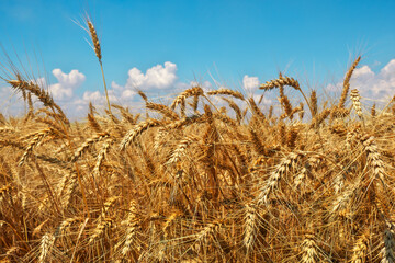 Fototapeta premium Golden wheat field and blue cloudy sky. Beautiful landscape