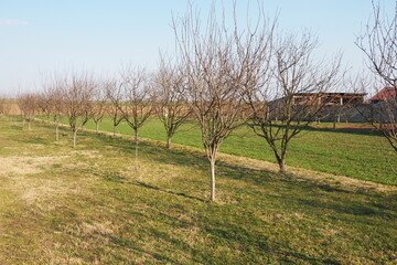 Fruit trees planted in a row on a farm. Serbia, early spring agricultural work. Apple plum orchard...