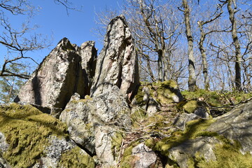 Lohwald im Lützelsoon