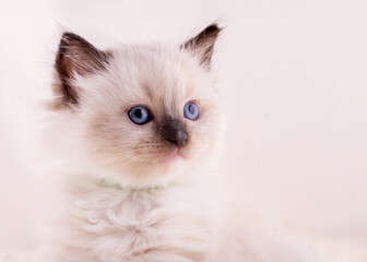 Fototapeta na wymiar little ragdoll kitten with blue eyes in green collar sitting on a beige background. High quality photo for card and calendar Space for text