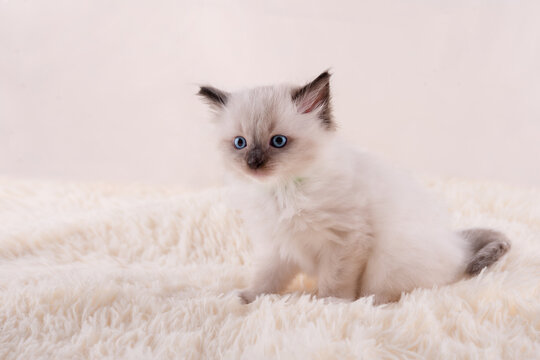 little  ragdoll kitten with blue eyes in green collar  sitting on a beige background. High quality photo for card and calendar