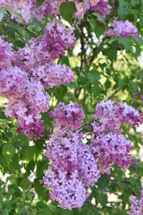 Lilas au jardin au printemps