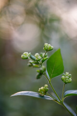 Closeup nature view of green leaf
