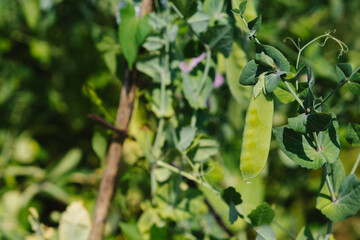 The plant is a green pea growing in the garden. Pods of young green peas