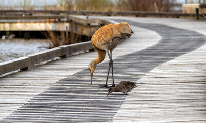 A sandhill crane and a duck become a good friend and stay together peacefully though they are so different
