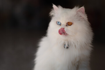 Naklejka na ściany i meble Khao Manee cat with different colored eyes, It is a rare breed of cat originating in Thailand.