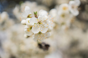 Tiny spring white blossom in the sun on creamy white background with interesting bokeh