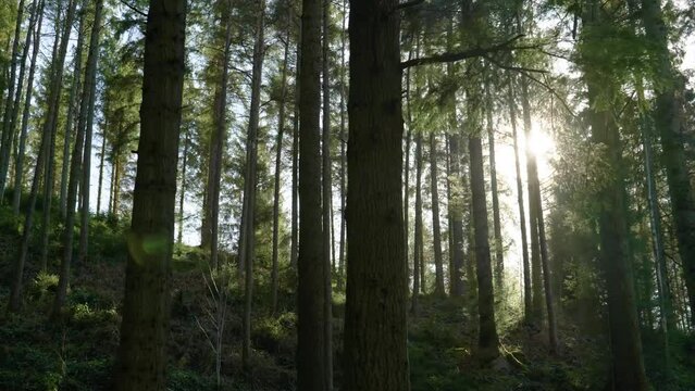 A camera rolls smoothly to the left through a dense forest of standing trees as bright shafts of golden light illuminate the vibrant green trees and the forest floor. Filmed near Aberfoyle, Scotland.