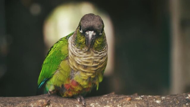 A Green-Cheeked Conure parrot perched on a branch in an aviary.