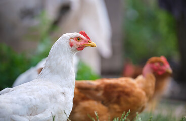 Hen feeding on traditional rural barnyard. Domestic chicken standing on yard lawn with green grass. Free range poultry farming concept