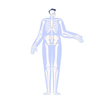 Skeleton anatomy in human body. Internal skeletal system with bones, skull in abstract persons silhouette. Anatomical structure, anterior scheme. Flat vector illustration isolated on white background
