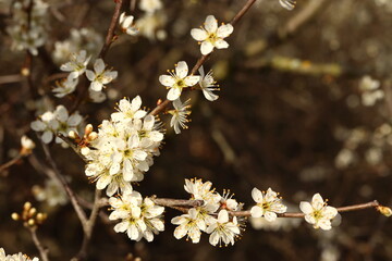 Prunus spinosa, blackthorn flowers in detail, spring flowering shrub