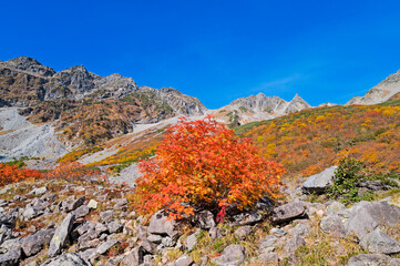涸沢カールの紅葉
