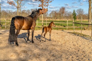 A week old dark brown foal stands outside in the sun with her mother. mare with red halter....