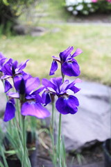 可愛いアヤメの花