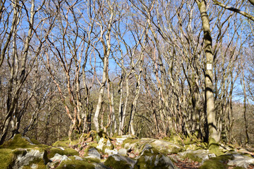 Lohwald im Lützelsoon