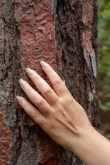 Woman hand on thick tree trunk with bark with sinuous pattern. Eco concept.