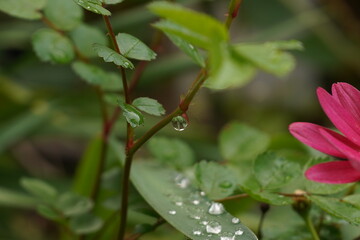 水滴と草　雨の滴を抱えたバラの葉　雨上がり　葉上の雨粒
