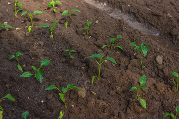 a woman is planting pepper seedlings in a greenhouse. Seedlings of sweet pepper.