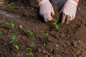 a woman is planting pepper seedlings in a greenhouse. Seedlings of sweet pepper.