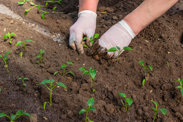 a woman is planting pepper seedlings in a greenhouse. Seedlings of sweet pepper.