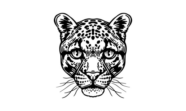Clouded leopard on white background, vector, illustration logo, sign, emblem.